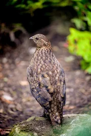 Cabot's Tragopan