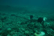 Kabalutan, Central Sulawesi, INDONESIA - Fandi, an expert Bajau Laut fisherman, shows the OSR crew his freediving prowess as he hunts for fish with his handmade spear gun. (photo credit: National Geographic)