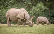 rhino and baby rhino