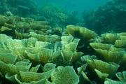 Kabalutan, Central Sulawesi, INDONESIA - Beautiful reefs make up the traditional hunting grounds of the Bajau Laut.