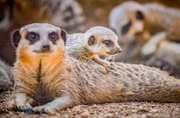 Erdm&auml;nnchen.