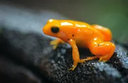 Goldfr&ouml;schchen (Mantella aurantiaca).