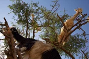In Essaouira, Morocco klettern die Ziegen auf Arganb&auml;ume, um an die Fr&uuml;chte zu gelangen