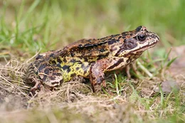 Grasfrosch.