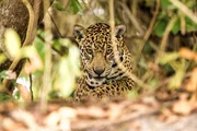 Dank seines gefleckten Fells ist der Jaguar im Bl&auml;tterdickicht des Dschungels beinahe unsichtbar.