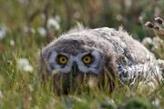 Junge Schnee-Eulen sind in braun-graue Federn geh&uuml;llt. Erst im Erwachsenenalter bekommt der Vogel sein charakteristisch wei&szlig;es Federkleid.
