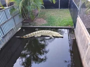 Krokodil in einem seichten Becken im Schutzgebiet.