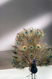 Ein mechanischer Pfau aus dem 19. Jahrhundert