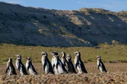 Patagonien - Wunderwelt der Extreme. Pinguine am Strand.