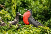 Den Großteil ihres Lebens verbringen Fregattvögel im Flug; zur Paarungszeit müssen sie an Land. Den Großteil ihres Lebens verbringen Fregattvögel im Flug; zur Paarungszeit müssen sie an Land.