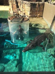 Dan im K&auml;fig des Todes mit einem Krokodil im Wasser.
