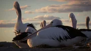 In manchen Jahren fliegen in Australien zigtausende Pelikane zu einem gigantischen Salzsee, um dort zu br&uuml;ten.