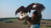 Eine Person h&auml;lt einen gro&szlig;en Greifvogel, der seine Fl&uuml;gel weit &uuml;ber einer l&auml;ndlichen Landschaft ausbreitet.