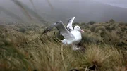 Die subantarktischen Inseln s&uuml;dlich von Neuseeland sind die Lebensr&auml;ume der Albatrosse. Sie sind nahe Verwandte des Pinguins.