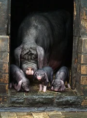Maskenschweine aus dem Tierpark.