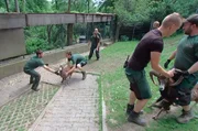Die Pfleger im Opel Zoo geben ihr Bestes um die Mufflonherde für das Impfen und die Hufpflege in ein abgetrenntes Impfareal zu treiben. Die Pfleger im Opel Zoo geben ihr Bestes um die Mufflonherde für das Impfen und die Hufpflege in ein abgetrenntes Impfareal zu treiben.