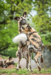 Afrikanische Wildhunde.