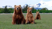 An der wilden Küste des Katmai-Nationalparks in Alaska kommen viele Bären zusammen. Für den Bärenforscher Chris Morgan eine gute Gelegenheit, das Sozialverhalten der Grizzlys zu beobachten. - Bärenmutter mit ihren Jungen An der wilden Küste des Katmai-Nationalparks in Alaska kommen viele Bären zusammen. Für den Bärenforscher Chris Morgan eine gute Gelegenheit, das Sozialverhalten der Grizzlys zu beobachten. - Bärenmutter mit ihren Jungen