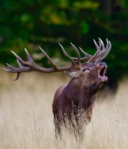Je st&auml;rker ein Rothirsch desto gr&ouml;&szlig;er ist in der Brunft seine Chance auf Fortpflanzung, aber auch die pubertierenden halbstarken Rothirsche warten nur auf ihre Gelegenheit.