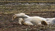 Auch ein Eisb&auml;r muss sich mal strecken &ndash; wie hier in der sommerlichen Tundra Gr&ouml;nlands.