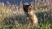 Gr&ouml;nland ist die Heimat von Polarf&uuml;chsen. Schon beim Jungtier sieht man, dass Polarf&uuml;chse ein viel dichteres Fell haben als ihre mitteleurop&auml;ischen Verwandten.