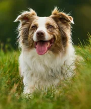 Ein Australischer Sch&auml;ferhund macht Platz auf einer Wiese.