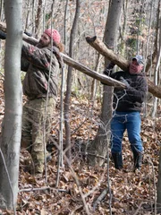 Willy and Wild Bill hauling logs.