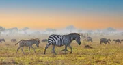 Zebras wandern mit den Gnus durch die Serengeti. Zebras wandern mit den Gnus durch die Serengeti.
