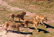 ARD/SWR DAS WAISENHAUS F&Uuml;R WILDE TIERE FOLGE 20, "Abenteuer Afrika", SWR Dokuserie mit 40 Folgen, deren Schauplatz die Tierrettungsstation "Harnas" am Rand der afrikanischen Kalahari-W&uuml;ste ist. Ein toller Anblick: die majest&auml;tischen jungen L&ouml;wen von Harnas.