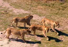 ARD/SWR DAS WAISENHAUS F&Uuml;R WILDE TIERE FOLGE 20, "Abenteuer Afrika",  SWR Dokuserie mit 40 Folgen, deren Schauplatz die Tierrettungsstation "Harnas" am Rand der afrikanischen Kalahari-W&uuml;ste ist, am Dienstag (24.01.12) um 16:10 Uhr im ERSTEN. Ein toller Anblick: die majest&auml;tischen jungen L&ouml;wen von Harnas.