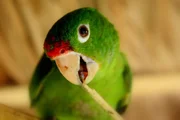 Finsch's parakeet