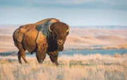Bison