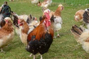 Sulmtaler Gockelhahn und die Hennen am Hof von Gertrude Strohmaier Hof in St. Andr&auml; im Sausal.