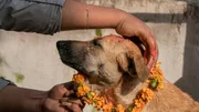 Surendra Bajracharya, 27, performs the ritual of Kukur Puja or Dog Worship on Kukur Tihar, the second day of the five day long Tihar festival in Nepal. Tihar is the festival of lights but it also shows reverence to animals. It is believed that the dead have to pass a door guarded by a dog and this door will stay closed if one doesn't worship dogs on Kukur Tihar.