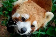 Der rote Panda ist das einzige Mitglied der Familie der &bdquo;Katzenb&auml;ren".