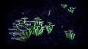 Naturph&auml;nomen der Nacht: Leuchtpilze