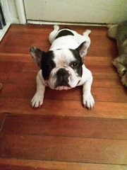 Beau the dog sitting in front of the door and looking at the camera.