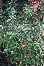 Der Efeu ist immergr&uuml;n und kann mehrere hundert Jahre alt werden. Mit Hilfe von Haftwurzeln klettert er an Mauern und B&auml;umen hinauf, bis in eine H&ouml;he von 20 Metern.