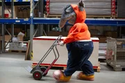 TanzTapir bei der Arbeit als Lagerist