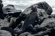Meerechsen sonnen sich auf vulkanischen Felsen in der N&auml;he des Ozeans.