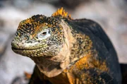 Galapagos-Landleguane sind robuste Tiere – sogar dornige Kakteengewächse stehen auf ihrem Speiseplan. Galapagos-Landleguane sind robuste Tiere – sogar dornige Kakteengewächse stehen auf ihrem Speiseplan.