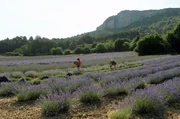 Das Violett der Lavendelfelder, das sich bis zum Horizont erstreckt, ist der Inbegriff s&uuml;dfranz&ouml;sischer Sommertr&auml;ume &ndash; doch die scheinbar zeitlose Landschaft ist j&uuml;nger, als man denkt.