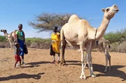 F&uuml;r die Hirten in den Trockengebieten Kenias, wo Nahrung knapp ist, stellt die Milch der Dromedare ein wirksames Mittel gegen Mangelern&auml;hrung dar.