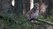 Lars Luchs hört im Wald jedes kleine Geräusch. Lars Luchs hört im Wald jedes kleine Geräusch.