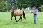 Fotoshooting mit "Pferdeprofi" Bernd Hackl