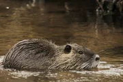 Sieht aus wie ein Biber, ist aber eine Nutria.