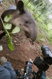 Ein letztes Mal vor der Kamera: Dieses Tapirweibchen steht kurz vor der Auswilderung.