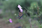 Michoacan, MEXICO - A Monarch butterfly rests on a flower in Michoac&aacute;n, Mexico. Every November, millions of monarch butterflies arrive, having traveled thousands of miles to overwinter in the humid forests of Mexico. The time of their arrival coincides with the Mexican holiday Day of the Dead and the people of Michoac&aacute;n believe the butterflies are the souls of deceased loved ones returning home.