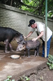 Der Lebensraum der Tapire wird immer kleiner: Neben Rodungen haben auch Wilderer und gro&szlig;e Highways daf&uuml;r gesorgt, dass die Zahl der tapsigen R&uuml;sseltiere in Mittel- und S&uuml;damerika drastisch zur&uuml;ckgeht.