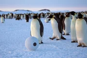 Die Schneeball-Kamera garantiert einmalige Blickwinkel auf Kaiserpinguine.